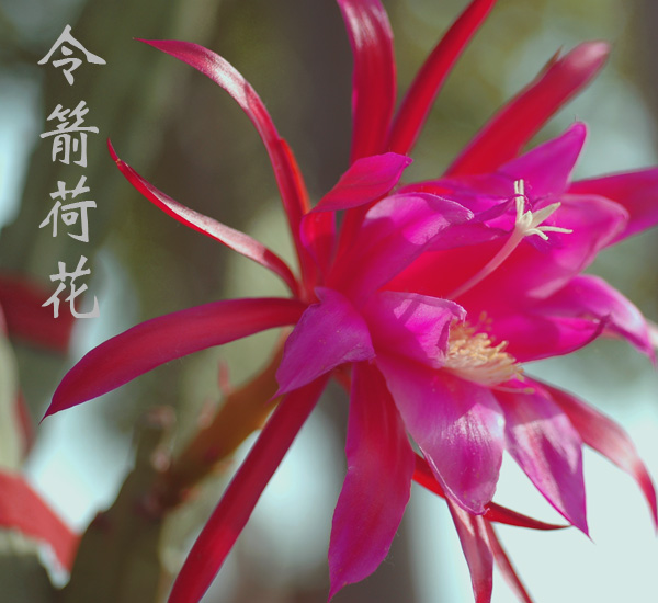 令箭荷花
