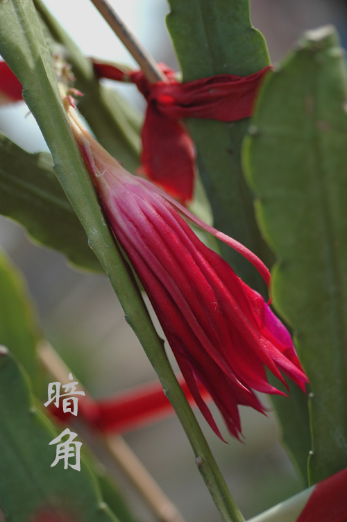 令箭荷花