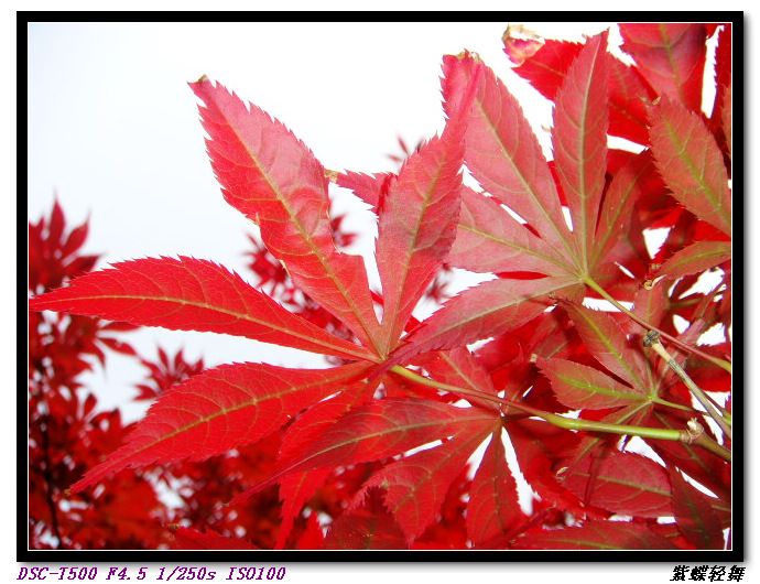 新蕾公园的美景
