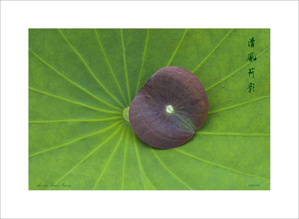 梅兰竹菊花卉帖