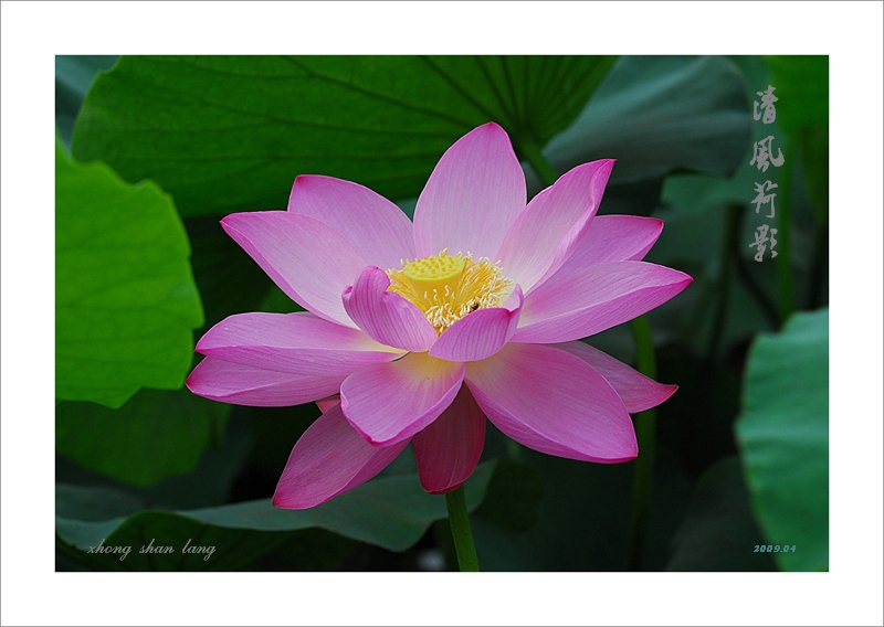 梅兰竹菊花卉帖