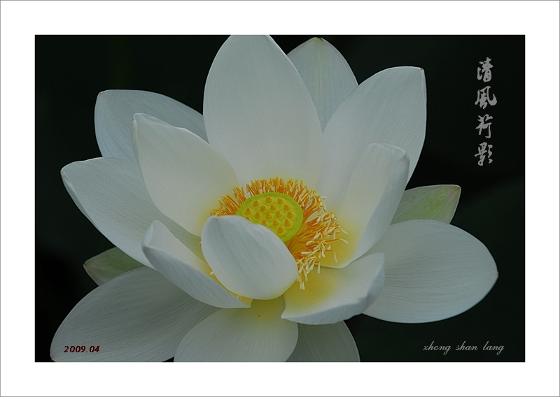 梅兰竹菊花卉帖
