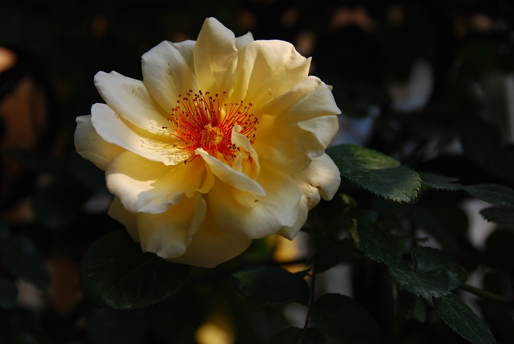 月季花一组