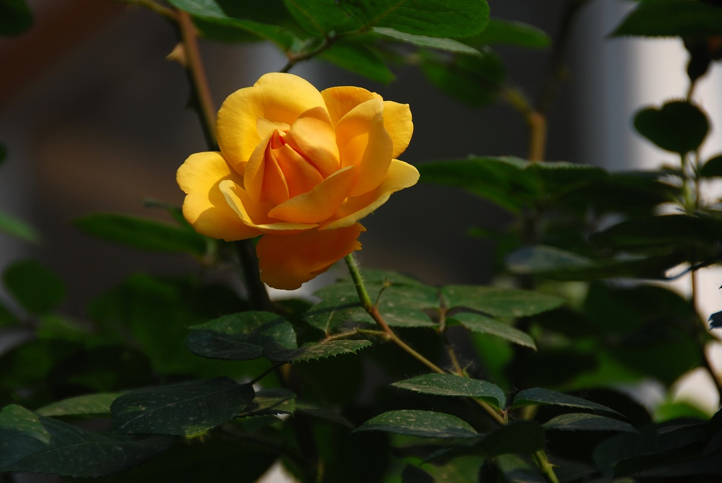 月季花一组