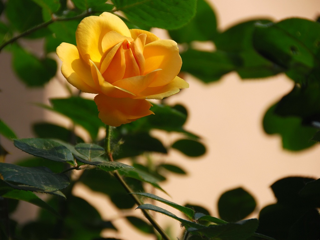 月季花一组