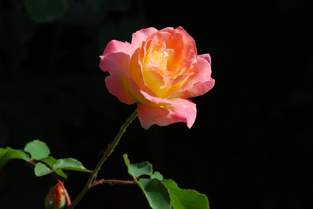 月季花一组