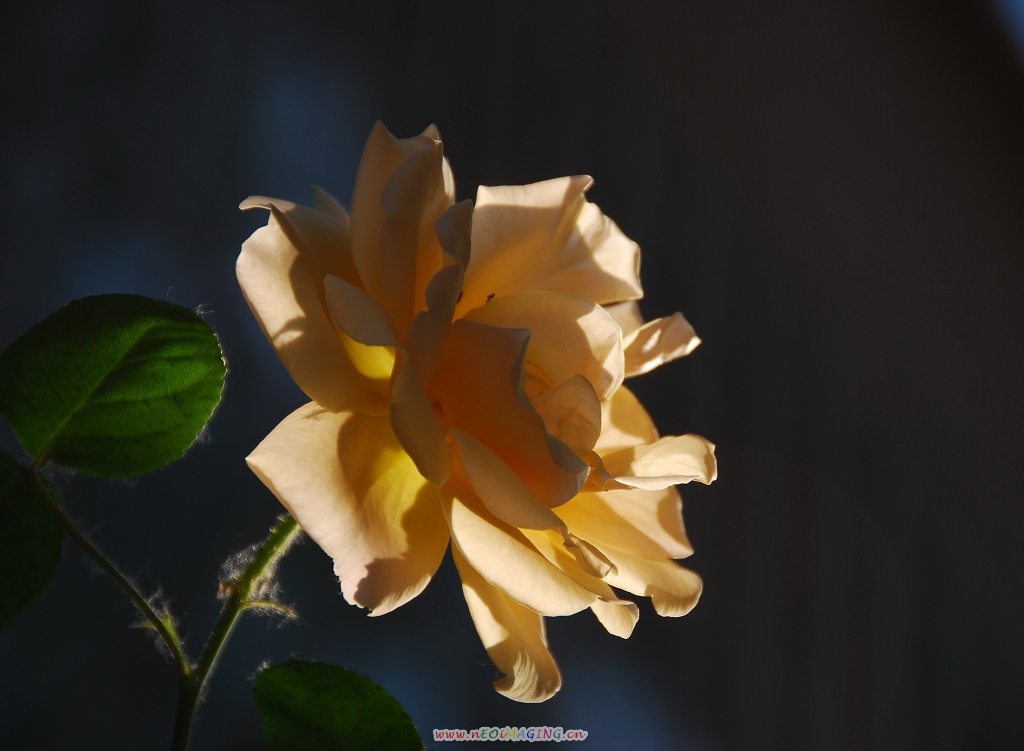 月季花一组