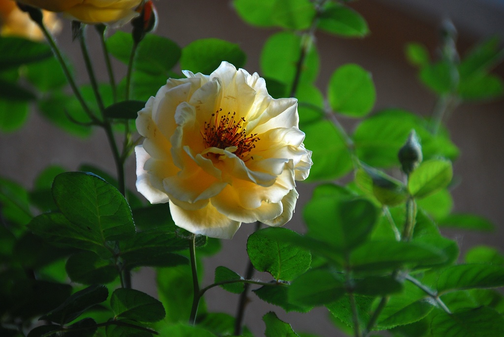 月季花一组