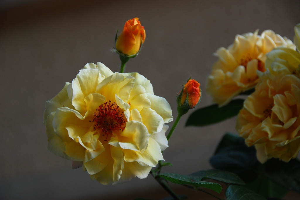 月季花一组