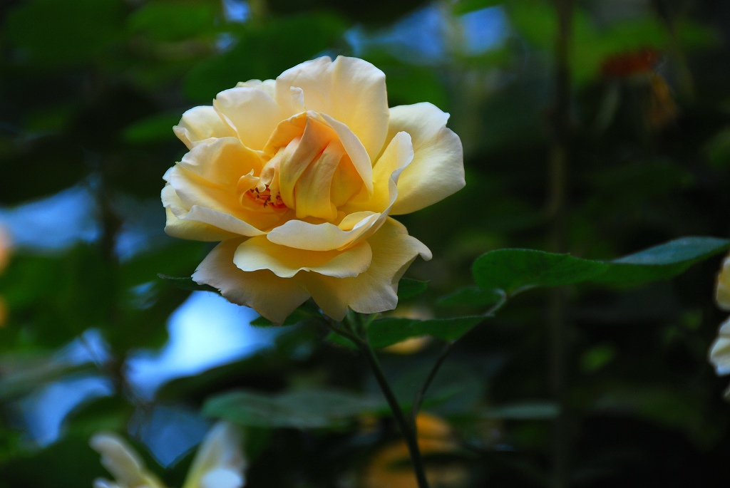 月季花一组