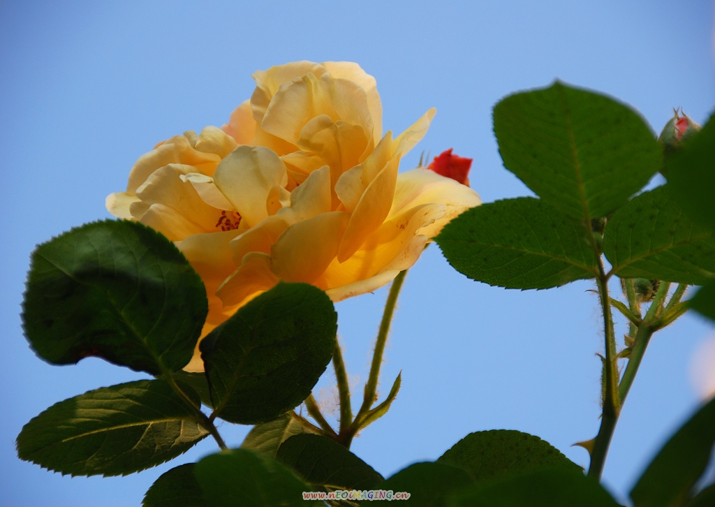 月季花一组