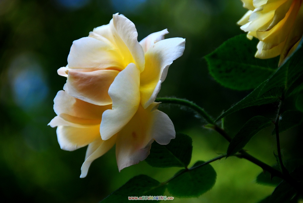 月季花一组