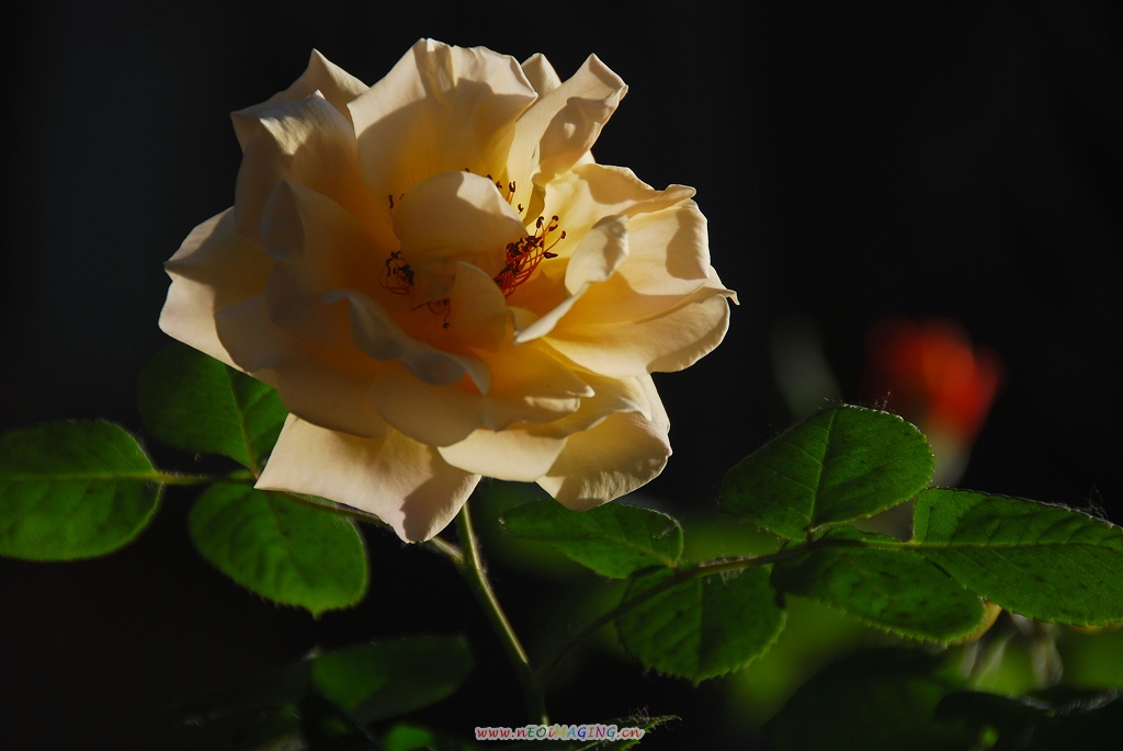 月季花一组