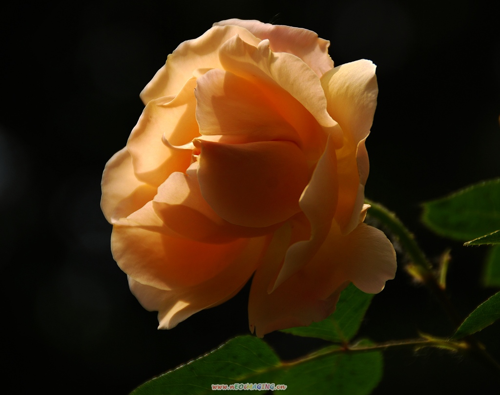 月季花一组