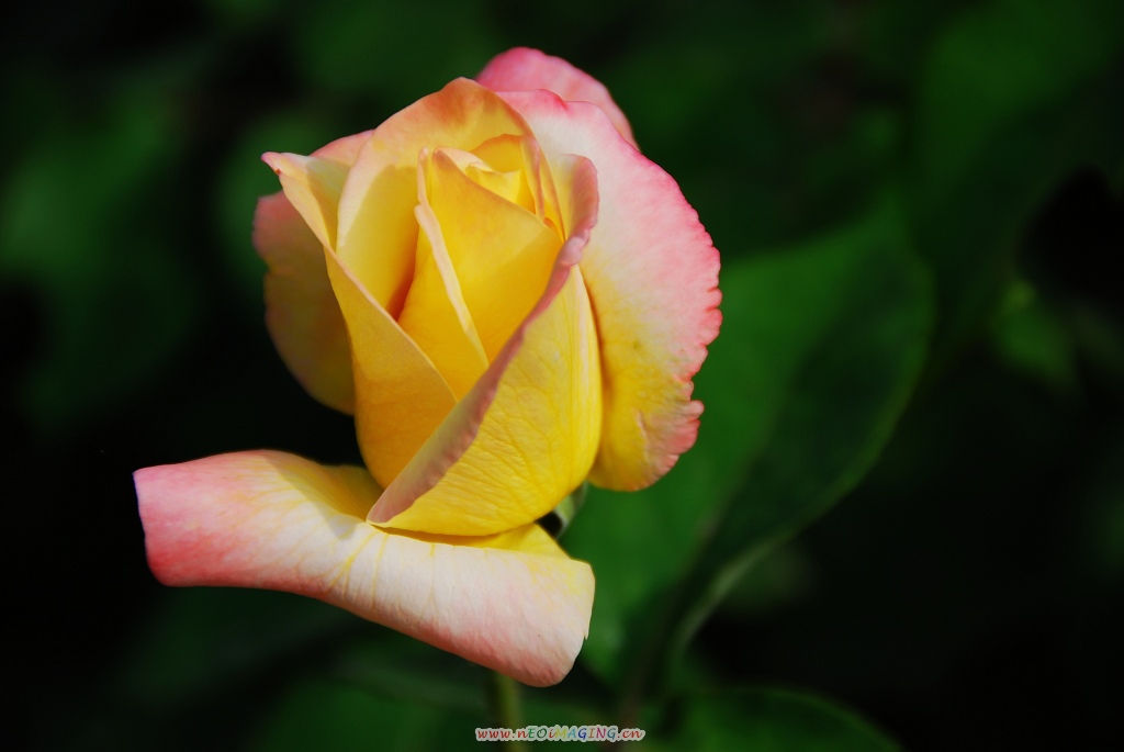 月季花一组