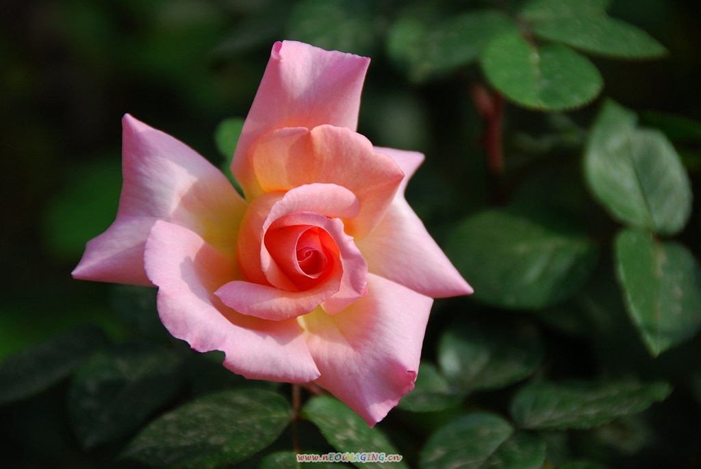 月季花一组