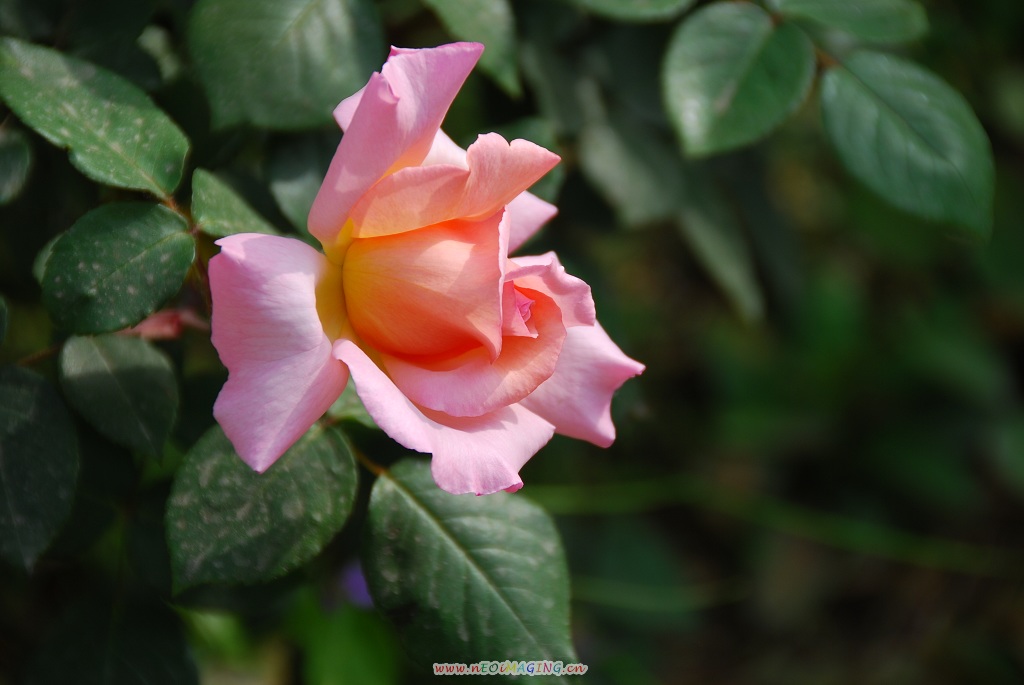 月季花一组