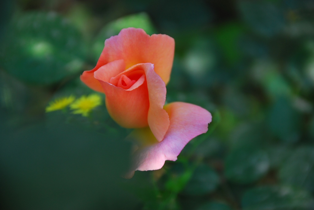 月季花一组