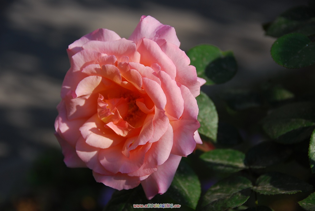 月季花一组