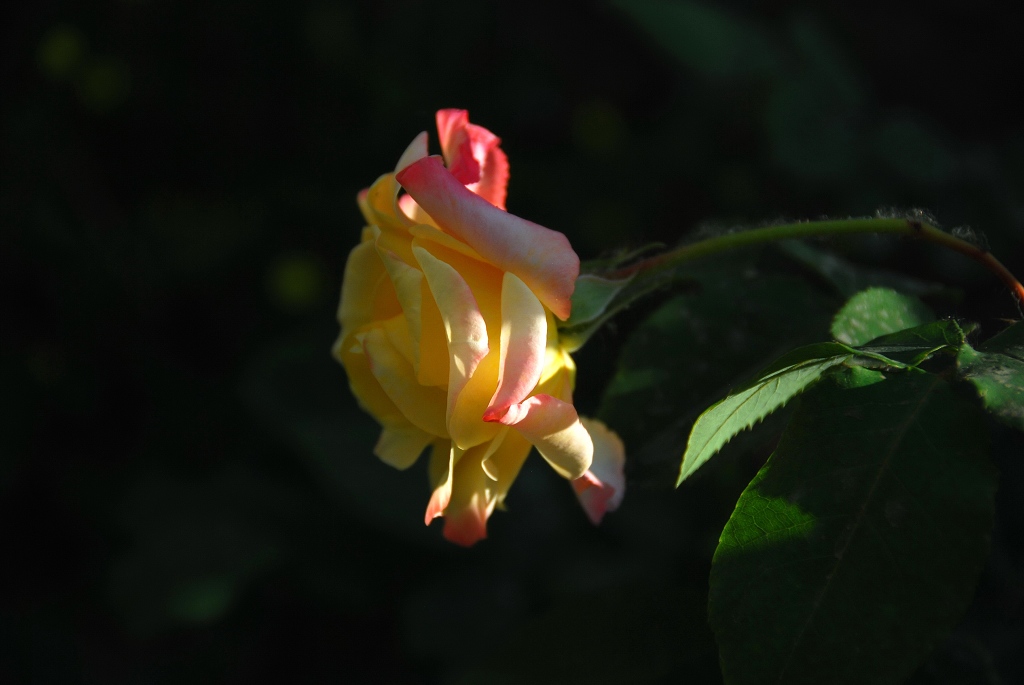 月季花一组