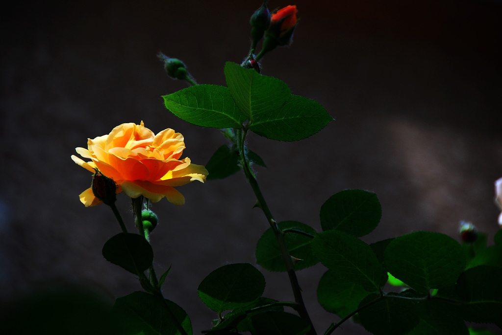 月季花一组