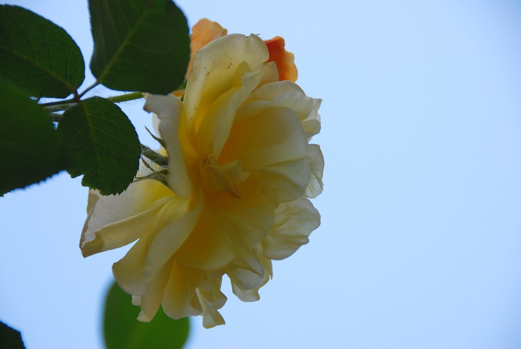 月季花一组