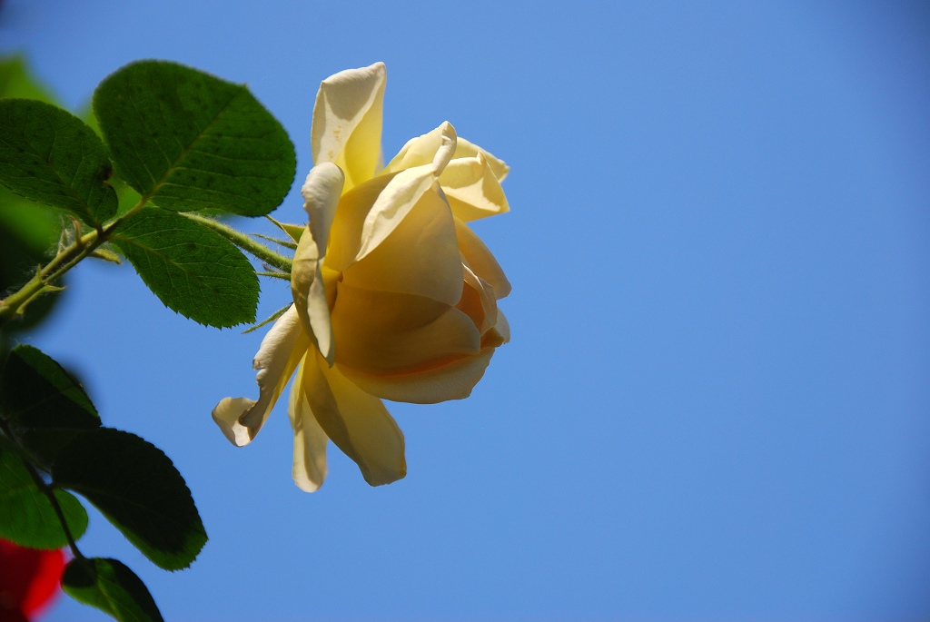 月季花一组