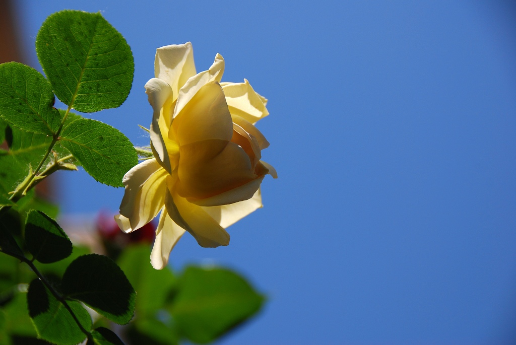 月季花一组