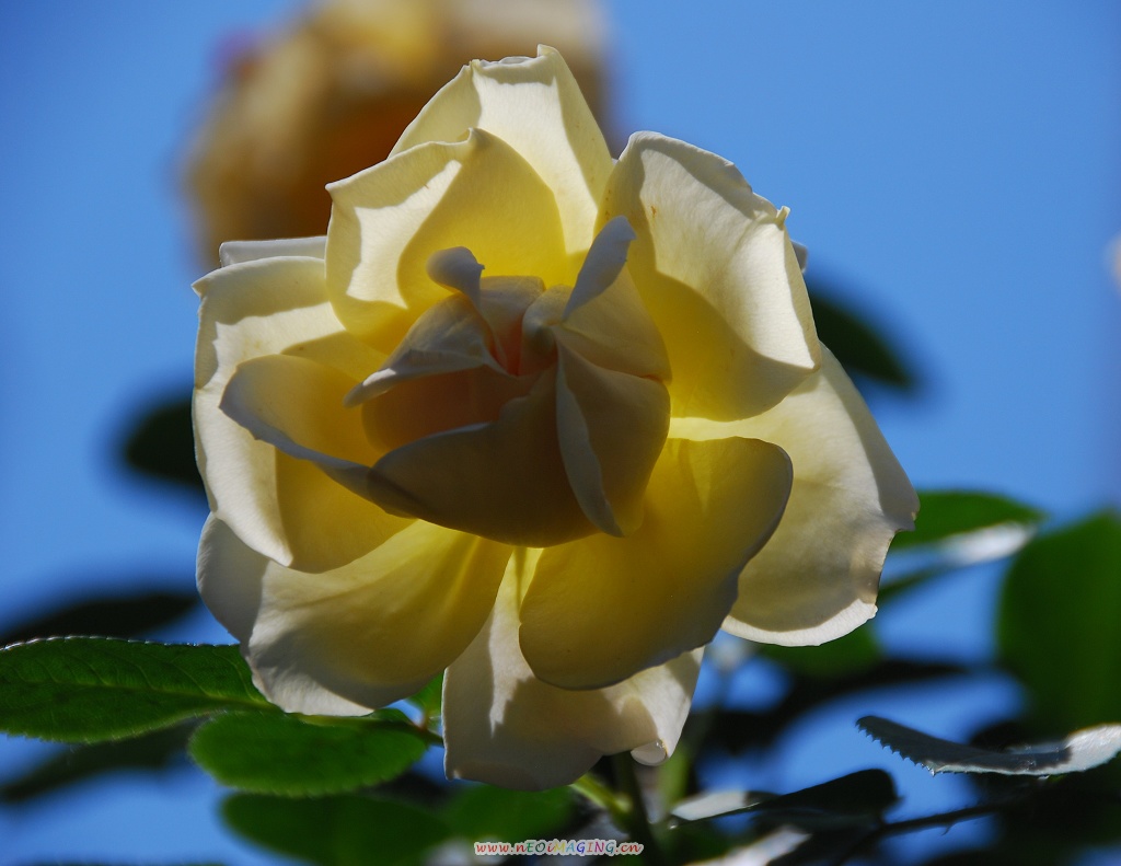 月季花一组
