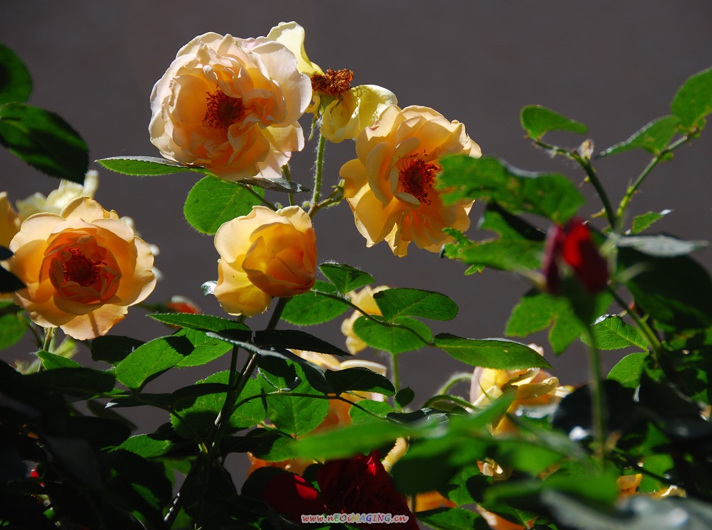 月季花一组