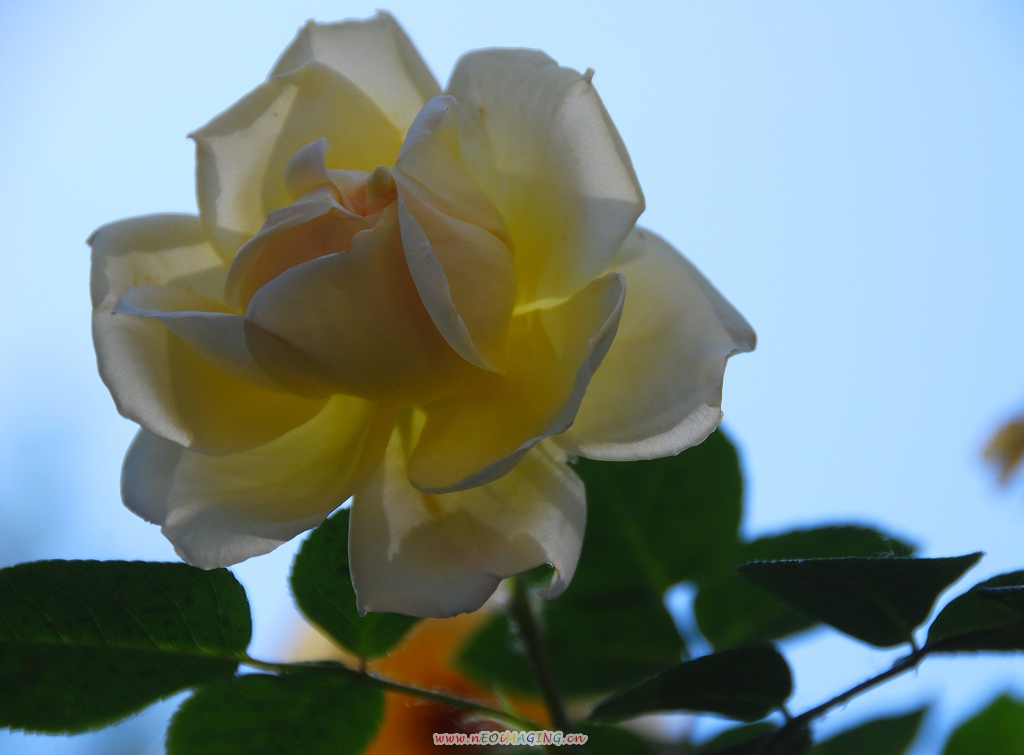 月季花一组