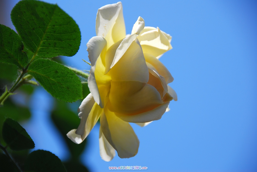 月季花一组