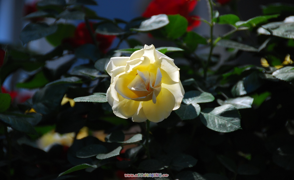 月季花一组