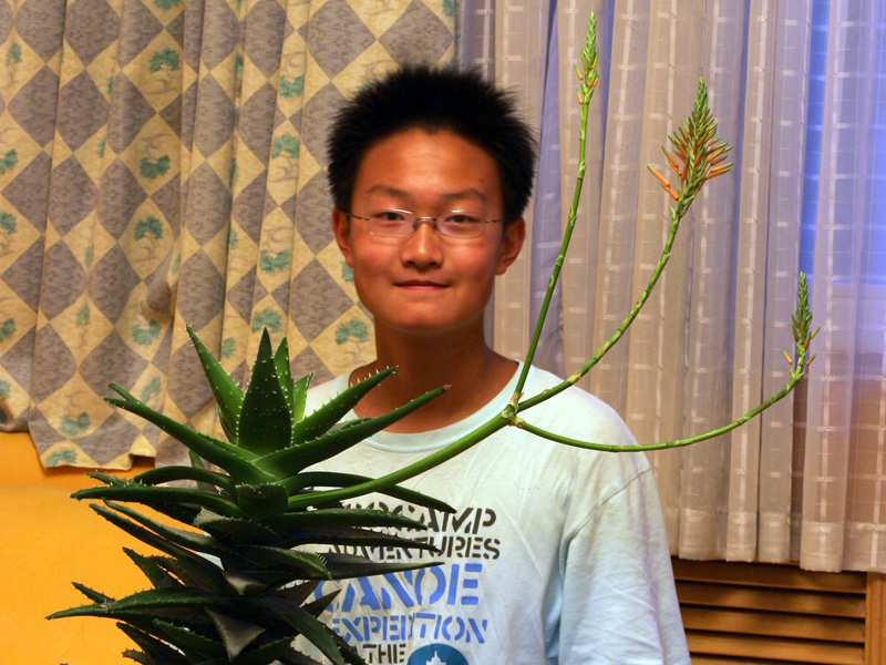 我养的芦荟开花了