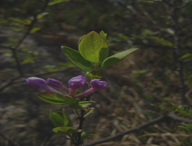 山野花
