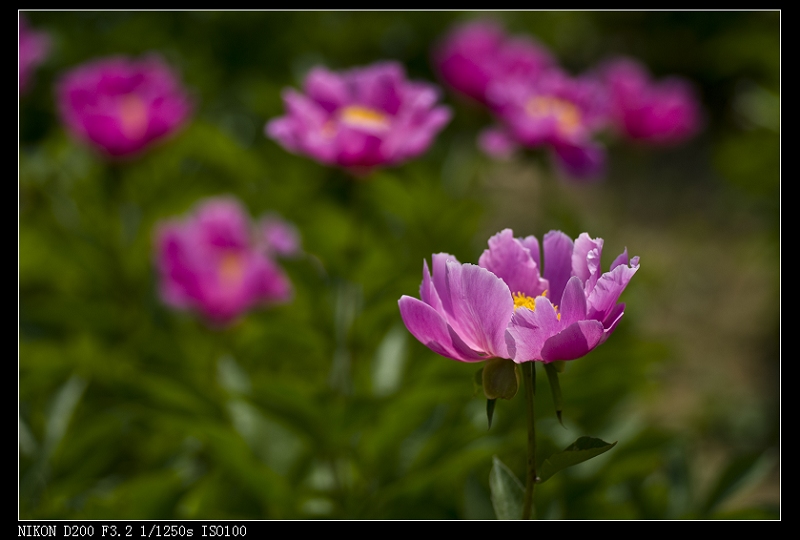 两张芍药