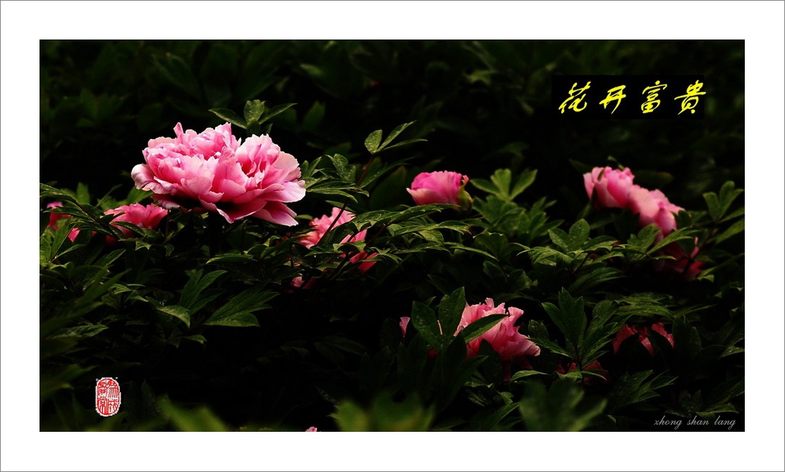 梅兰竹菊花卉帖