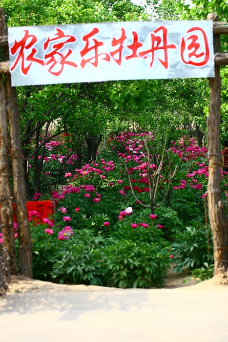 牡丹芍药DE对白
