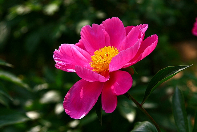 牡丹芍药DE对白