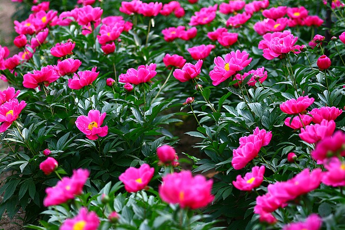 牡丹芍药DE对白