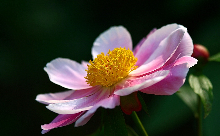 牡丹芍药DE对白