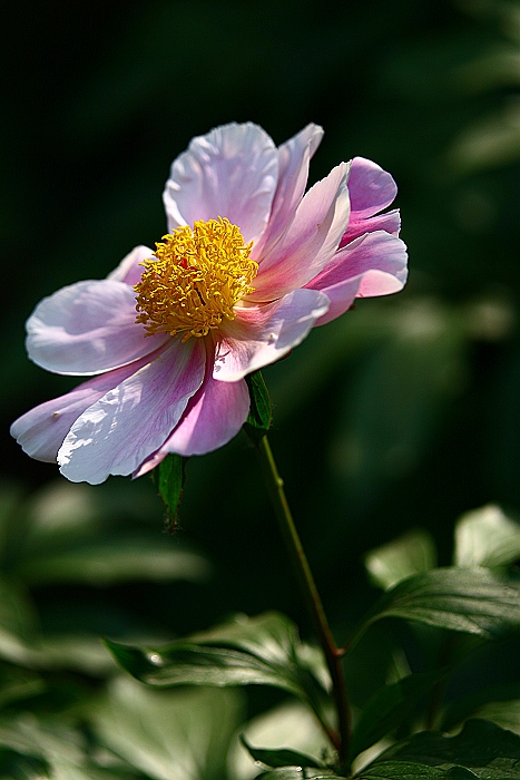 牡丹芍药DE对白