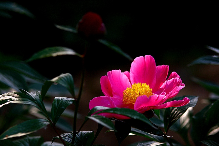 牡丹芍药DE对白
