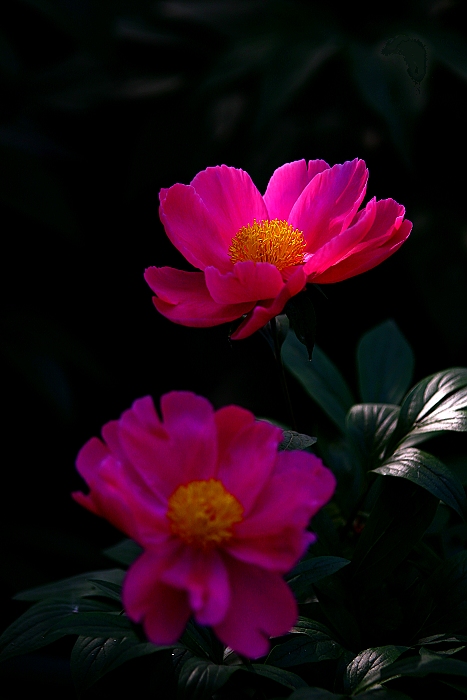 牡丹芍药DE对白
