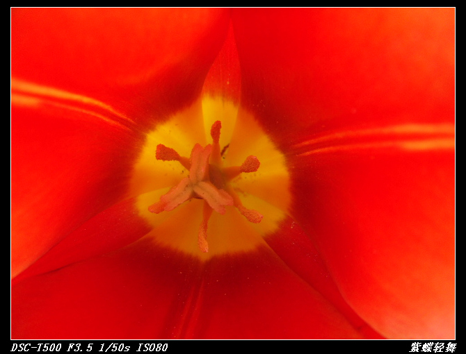 花中芭蕾