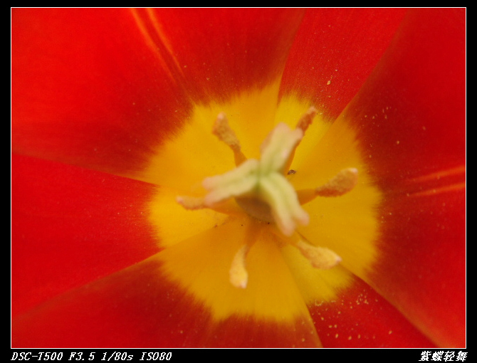 花中芭蕾