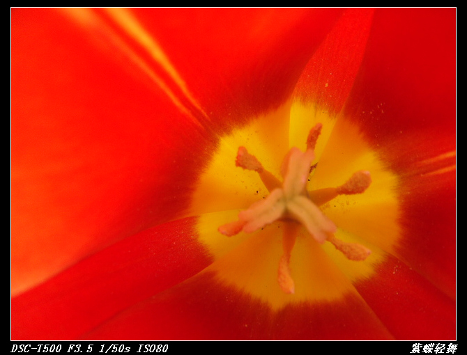 花中芭蕾