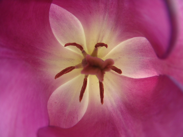 花中芭蕾