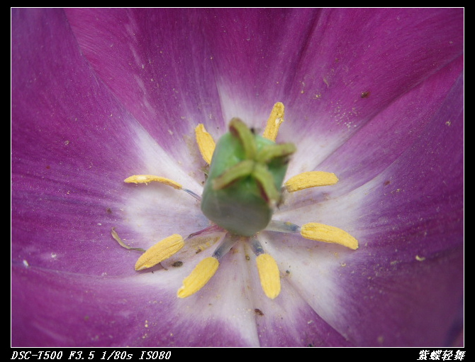 花中芭蕾