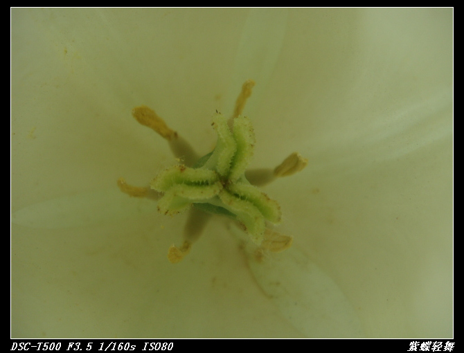 花中芭蕾